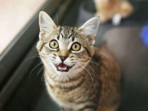 علت استرس گربه ها